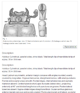 Aulacocyclus yorkensis, Passalidae, levels of biodiversity